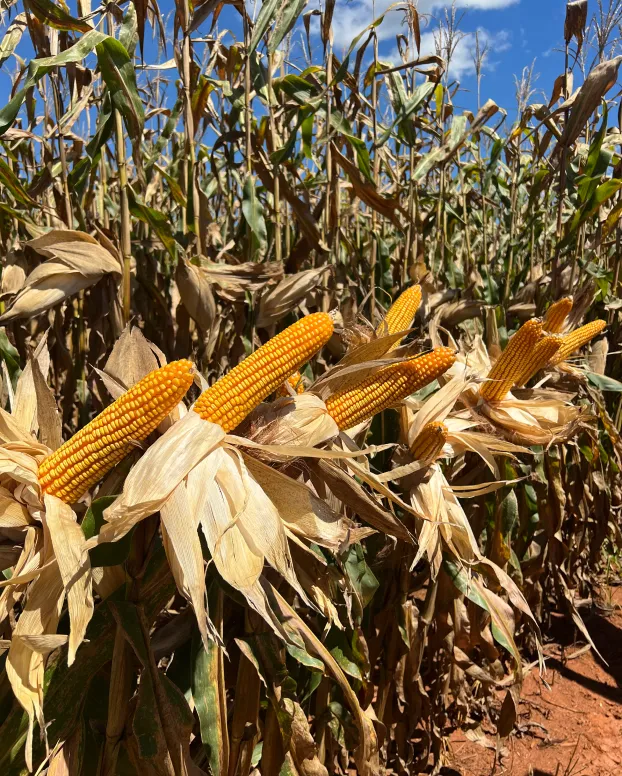 milhos fazenda potrich